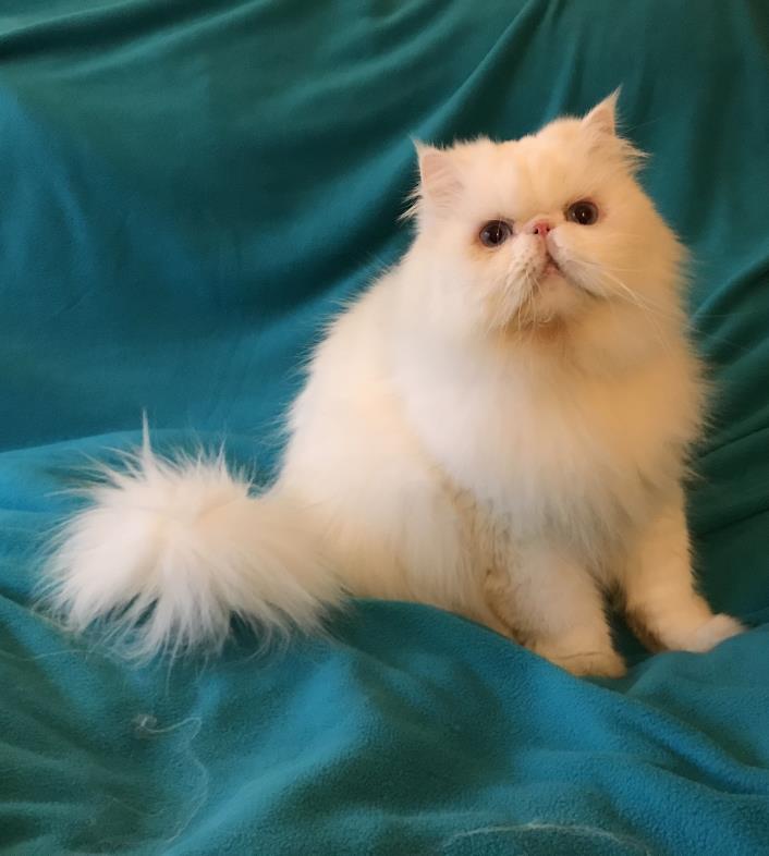 Adopt Big Boy aka Mr. Fluffington a White Persian (long coat) cat in Nashville