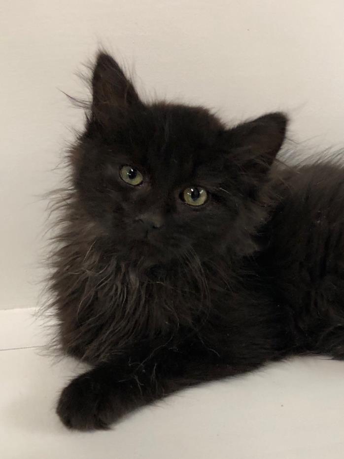Adopt Bristol a All Black Domestic Longhair (long coat) cat in Breese