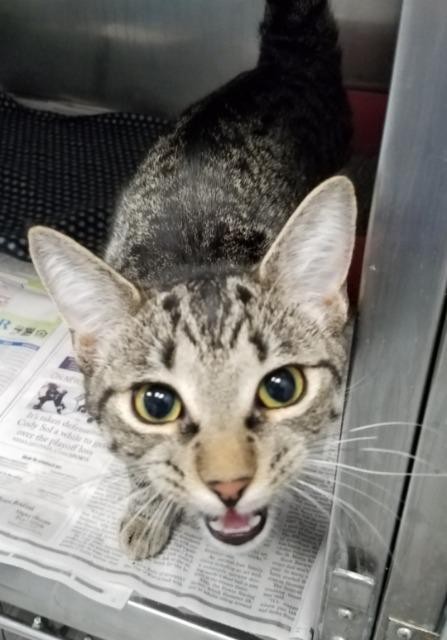 Adopt Stella a Domestic Shorthair / Mixed (short coat) cat in Angola