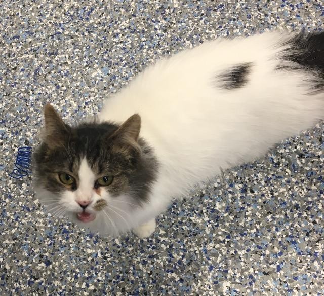 Adopt Dawn a Domestic Mediumhair / Mixed (medium coat) cat in Angola