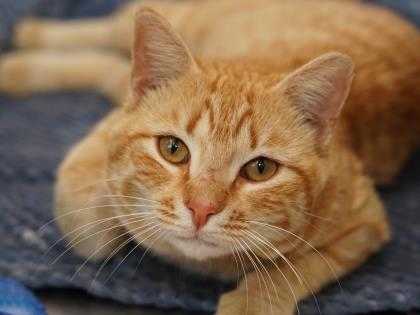 Adopt Pauly Shore a Orange or Red Domestic Shorthair / Domestic Shorthair /