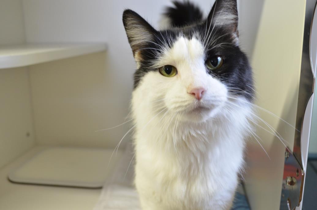 Adopt Meadow a Domestic Long Hair