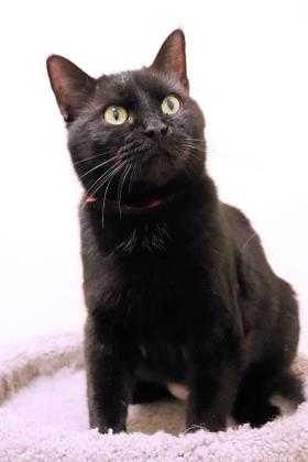 Adopt Betty a All Black Domestic Shorthair / Domestic Shorthair / Mixed cat in