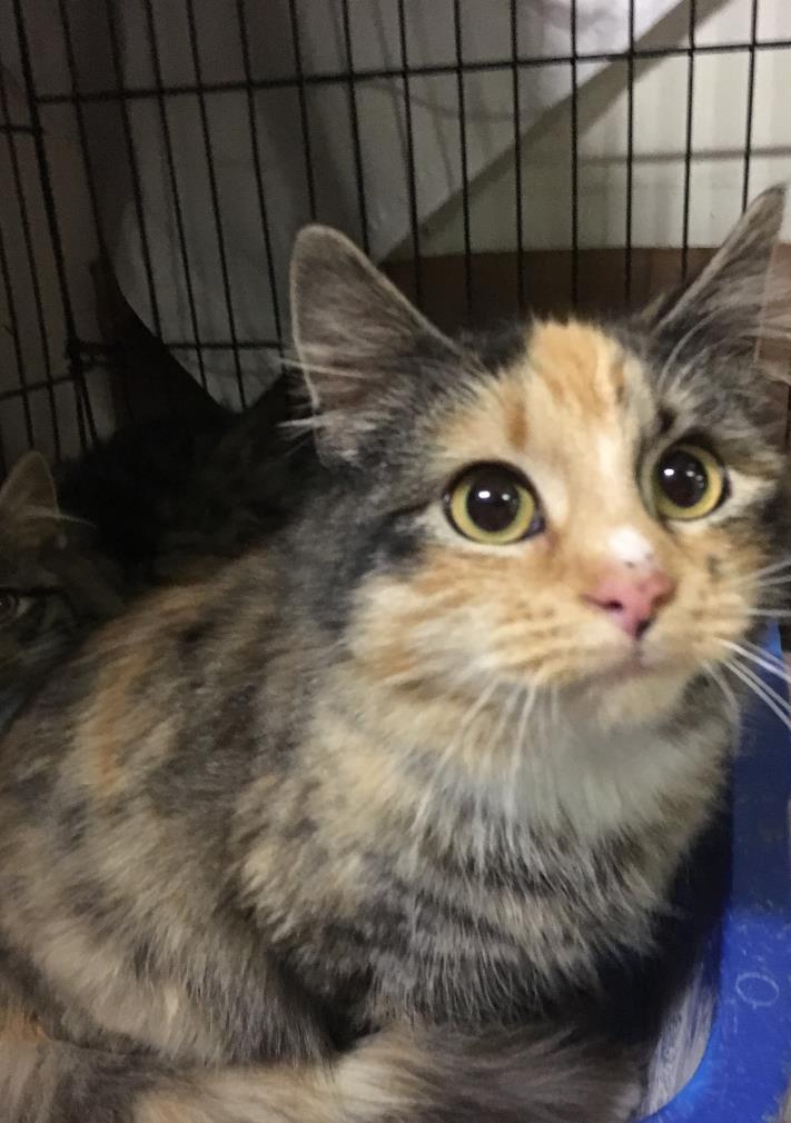 Adopt Millicent a Calico, Domestic Long Hair
