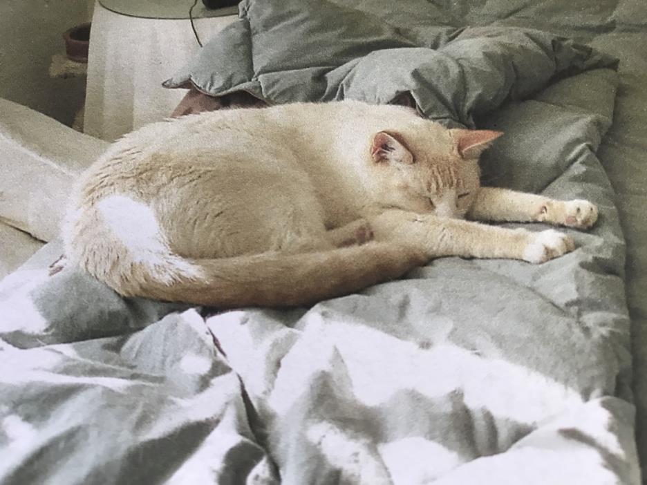 Adopt Jazz a Cream or Ivory American Shorthair cat in Dallas, TX (24858378)