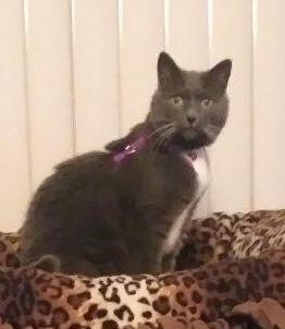 Adopt Dixie a Domestic Shorthair / Mixed cat in Battle Ground, WA (24859927)