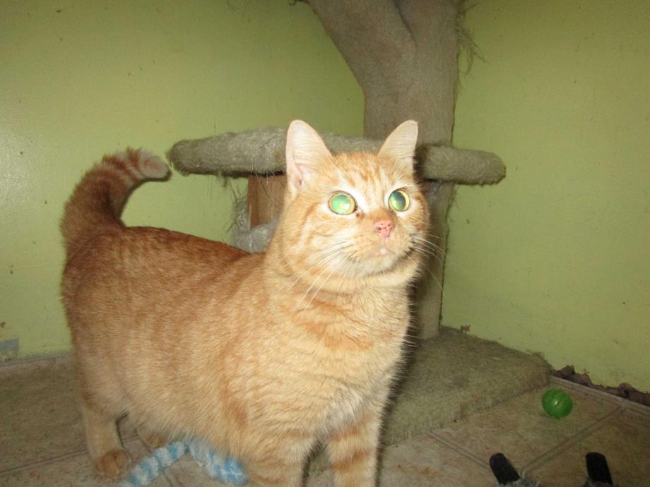 Adopt Yellow guy a Orange or Red Domestic Shorthair (short coat) cat in Coos