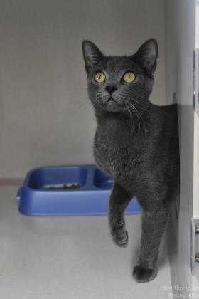 Adopt Heather a Gray or Blue Domestic Shorthair / Domestic Shorthair / Mixed cat