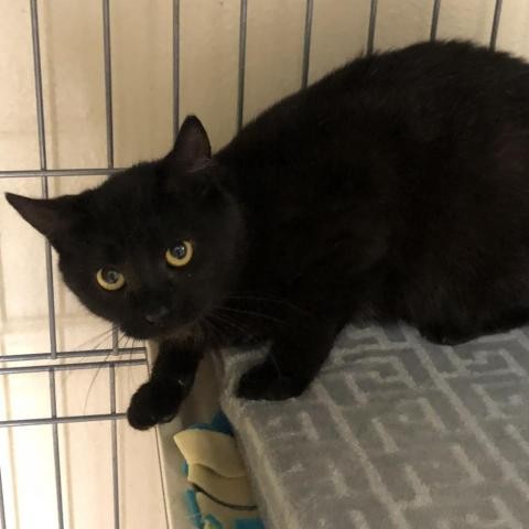 Adopt BC a All Black Domestic Shorthair cat in Kyle, TX (24856013)