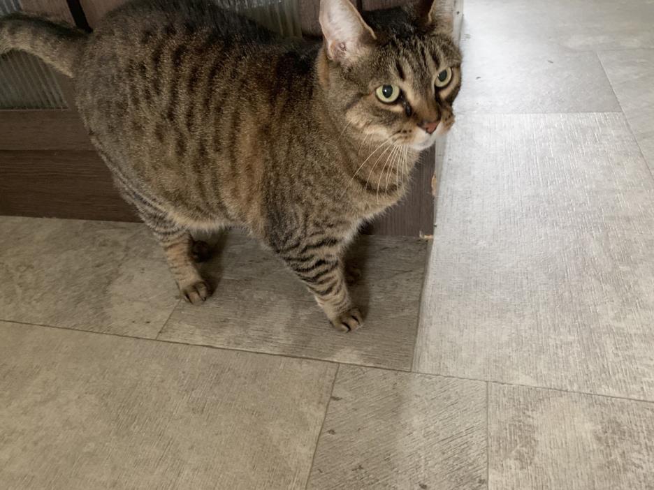 Adopt Sugar a Tiger Striped Egyptian Mau cat in Newport, MI (24858682)