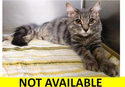 Adopt Jess a Gray or Blue Domestic Mediumhair / Domestic Shorthair / Mixed cat
