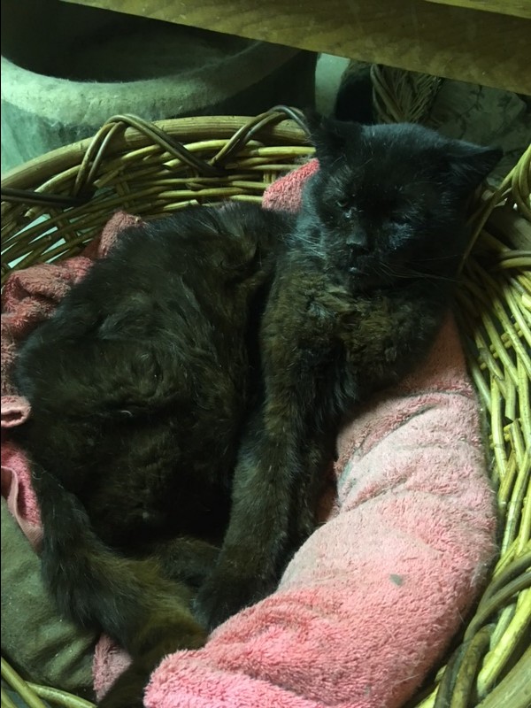 Adopt Blackie Bear a All Black Domestic Mediumhair (medium coat) cat in Salem