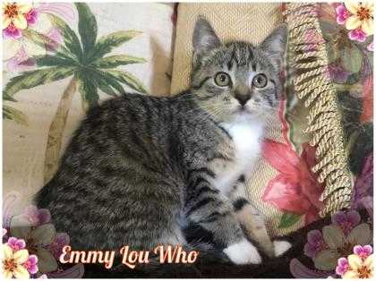 Adopt Emmy Lou Who a Gray or Blue Domestic Shorthair / Domestic Shorthair /