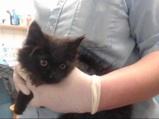 Adopt SIMI a All Black Domestic Longhair / Mixed (long coat) cat in Albuquerque