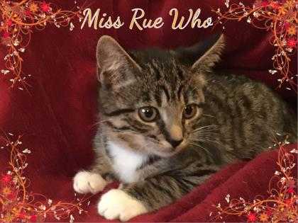 Adopt Miss Rue Who a Gray or Blue Domestic Shorthair / Domestic Shorthair /