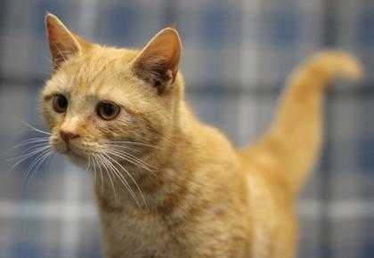 Adopt Moa a Orange or Red Domestic Shorthair / Domestic Shorthair / Mixed cat in