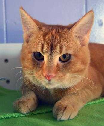 Adopt Nathan a Orange or Red Domestic Shorthair / Domestic Shorthair / Mixed cat