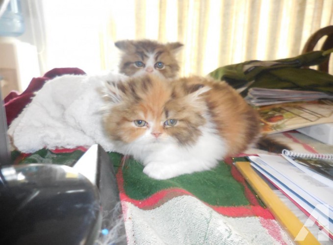 Beautiful CFA Persian Kitten