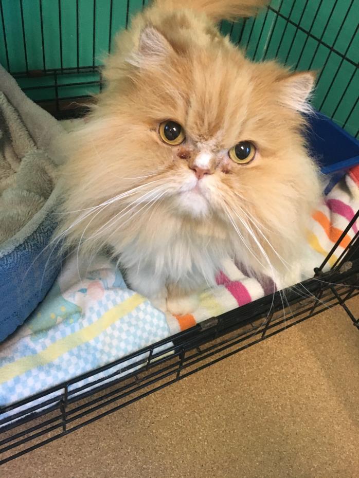 Adopt Oliver a Persian