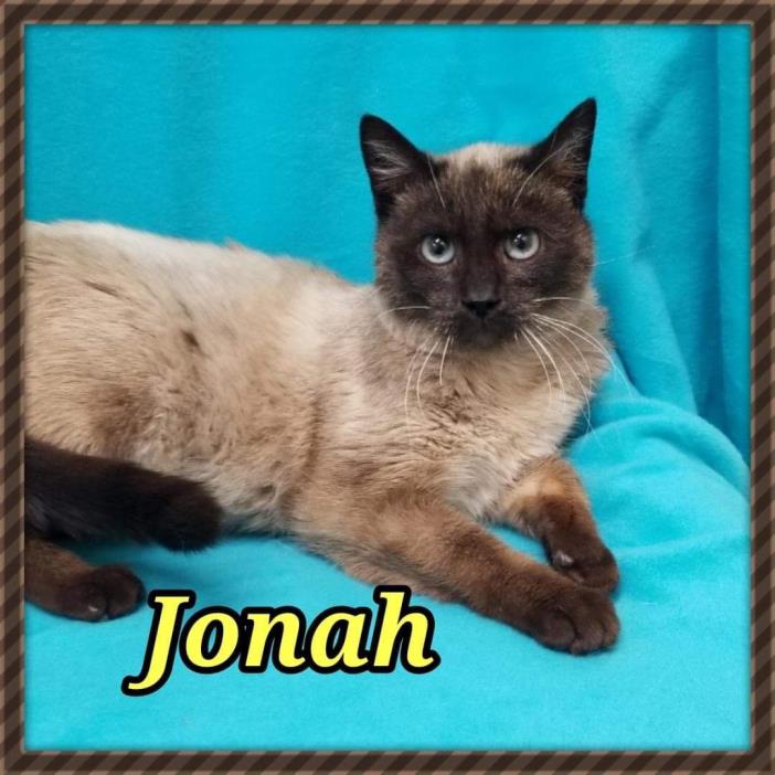 Adopt Jonah a Siamese