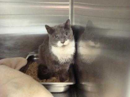 Adopt 37561317 a Gray or Blue Domestic Shorthair / Domestic Shorthair / Mixed