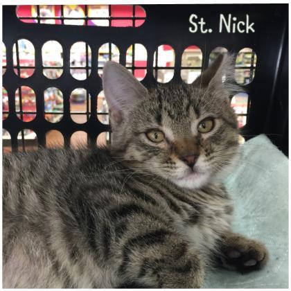 Adopt St. Nick a Gray or Blue Domestic Shorthair / Domestic Shorthair / Mixed
