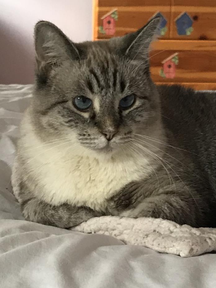 Adopt Willamina a Gray, Blue or Silver Tabby Domestic Shorthair (short coat) cat