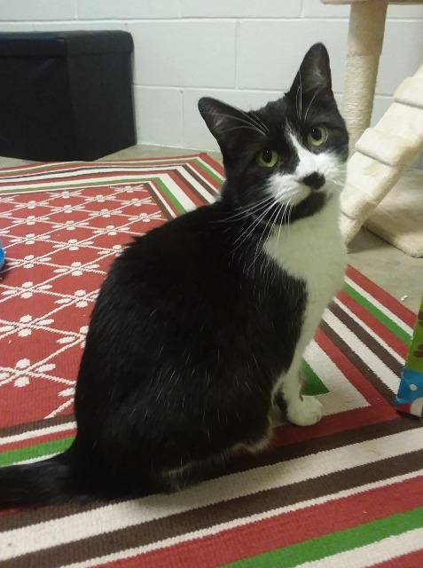 Adopt January a Black & White or Tuxedo Domestic Shorthair (short coat) cat in