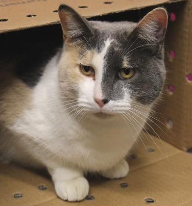 Adopt Allie a Domestic Shorthair / Mixed cat in Wichita, KS (20505826)