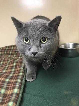 Adopt 37506354 a Gray or Blue Domestic Shorthair / Domestic Shorthair / Mixed
