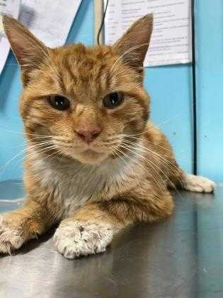 Adopt Donnie a Orange or Red Domestic Shorthair / Domestic Shorthair / Mixed cat