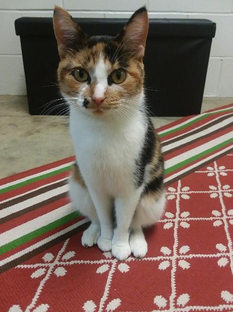 Adopt Nala a Calico or Dilute Calico Domestic Shorthair (short coat) cat in