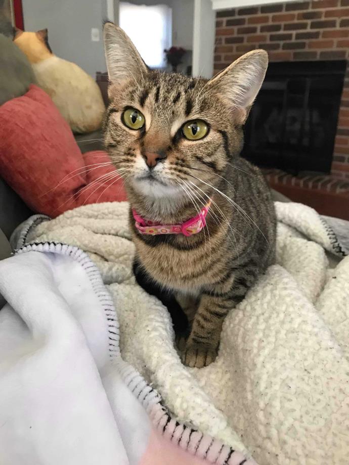 Adopt Sona a Brown Tabby Domestic Shorthair (short coat) cat in Huntsville