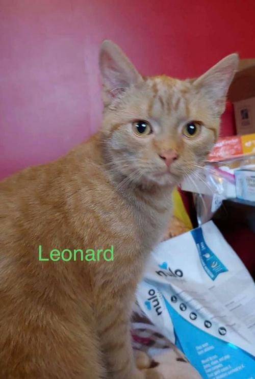 Adopt Leonard a Tan or Fawn Domestic Shorthair / Mixed (short coat) cat in