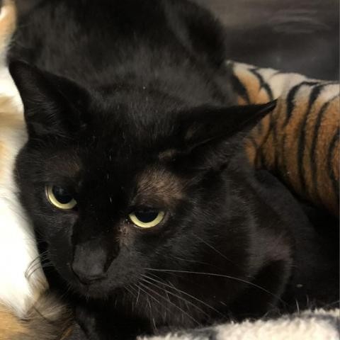 Adopt GIOVANNI a All Black Domestic Shorthair cat in Kyle, TX (24856010)