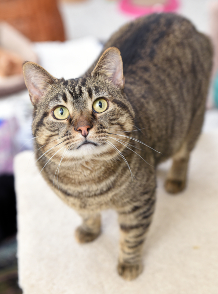 Adopt Big Tom a Tabby, Domestic Short Hair