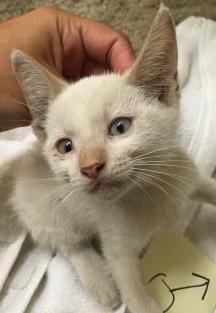 Adopt Logi a White (Mostly) Siamese / Mixed (short coat) cat in Vancouver