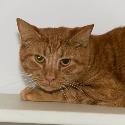 Adopt Blake a Orange or Red Domestic Shorthair / Mixed (short coat) cat in