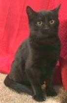 Adopt Soul a All Black Domestic Shorthair / Domestic Shorthair / Mixed cat in