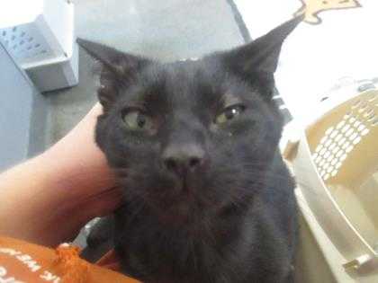 Adopt Hayden a All Black Domestic Shorthair / Domestic Shorthair / Mixed cat in