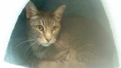 Adopt Ozzie (Cocoa Adoption Center) a Gray or Blue Domestic Shorthair / Domestic