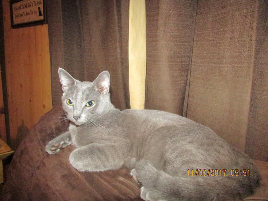 Adopt Smoky a Gray or Blue American Shorthair (short coat) cat in DeRidder