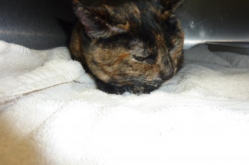 Adopt 116913 a Tortoiseshell Domestic Shorthair / Mixed (short coat) cat in