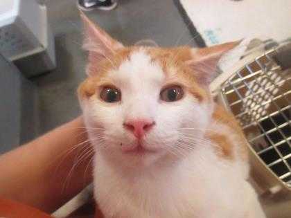 Adopt Tristan a White Domestic Shorthair / Domestic Shorthair / Mixed cat in