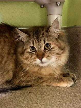 Adopt Sharla a Brown or Chocolate Domestic Mediumhair / Domestic Shorthair /