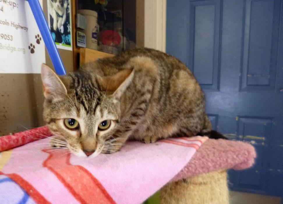 Adopt June Bug a Torbie