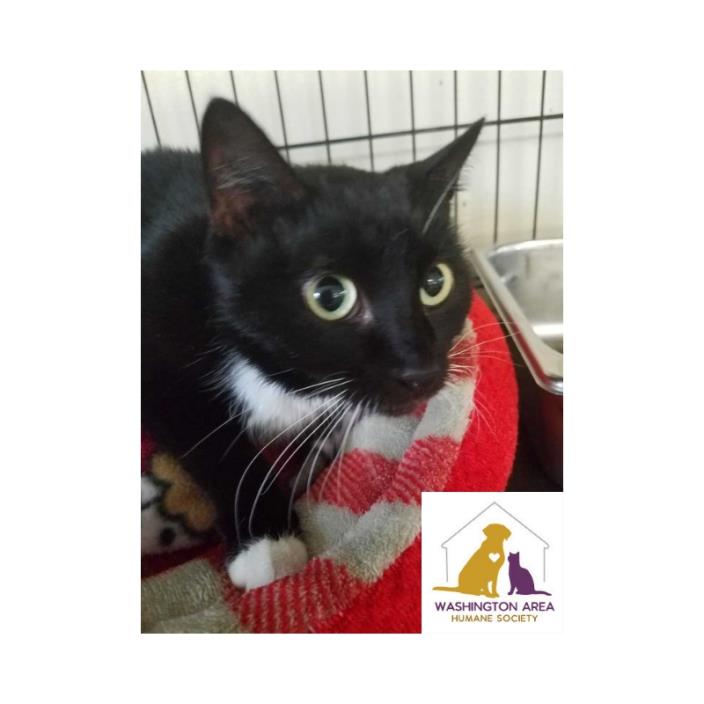 Adopt Camilla a Domestic Short Hair