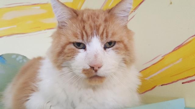 Adopt tigger a Domestic Longhair / Mixed (long coat) cat in St Helena