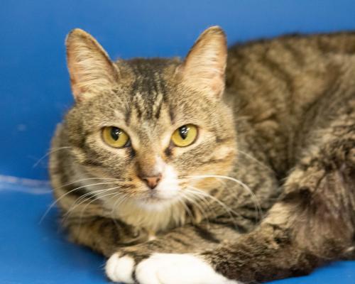 Adopt Alibi a Domestic Short Hair