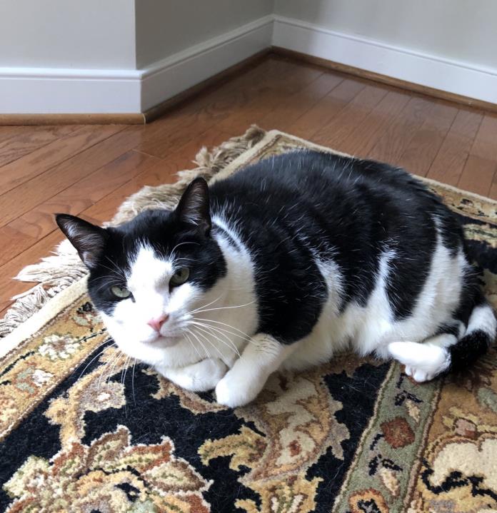 Adopt Chance a Black & White or Tuxedo Domestic Shorthair cat in Chesterfield